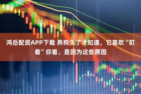 鸿岳配资APP下载 养狗久了才知道，它喜欢“盯着”你看，是因为这些原因